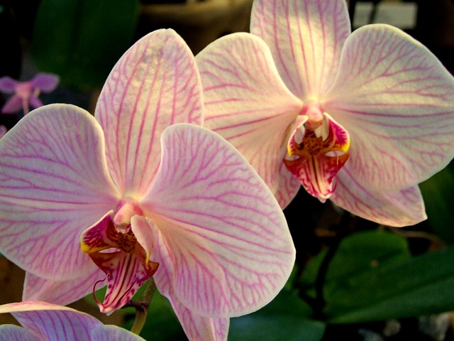 orchidej